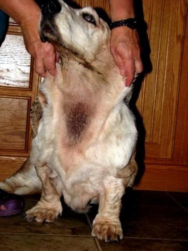 Too much of this growth is problematic and can cause an infection. Yeast Problems In Dogs | Badgerland Basset Hound Club, inc.