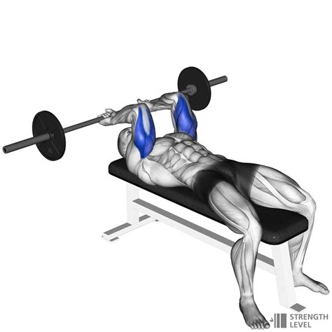 Lying Tricep Extension Standards For Men And Women Lb Strength Level