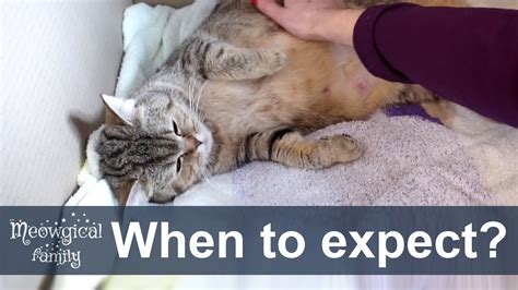 How To Tell If Your Cat Is About To Give Birth Youtube