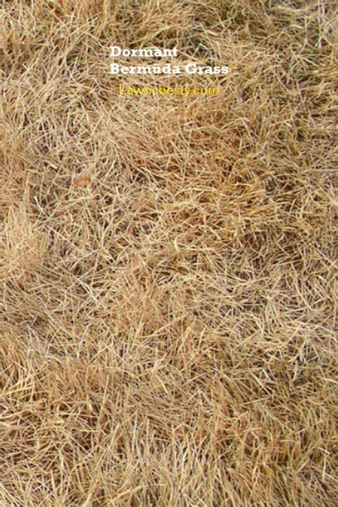 When Does Bermuda Grass Go Dormant Bermuda Grass Grass Turf Grass
