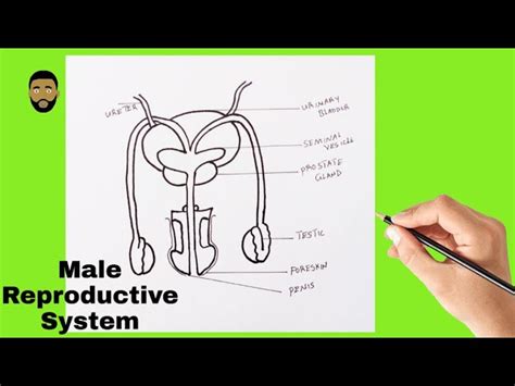 Male Reproductive System With Labels