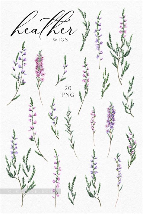 Watercolor Heather Clipart Pink Flowers Modern Clipart Etsy Heather
