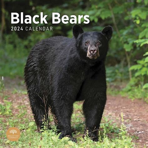 Black Bears Calendar 2024 Calendars Store