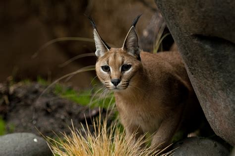 Caracal Wallpapers High Quality Download Free