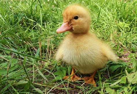 These are not all the breeds of ducks available, and i'd encourage you to research all the breeds that intrigue you and figure out which is the right duck for you. The Best Duck Breeds for Beginners - Weed 'em & Reap