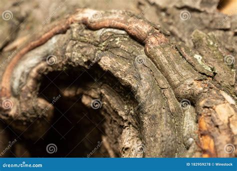 Extreme Closeup Of A Tree Trunk With A Hole And Detailed Rough Bark