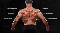 How to Train Your Back Muscles? - Muscle Fusion Lab