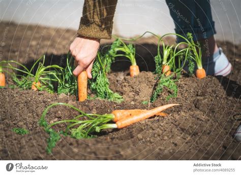 Getreidefrau Beim Ernten Von Karotten Im Garten Ein Lizenzfreies