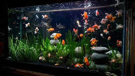 Seascapes Gold Fish Aquarium Goldfish Set Up Youtube