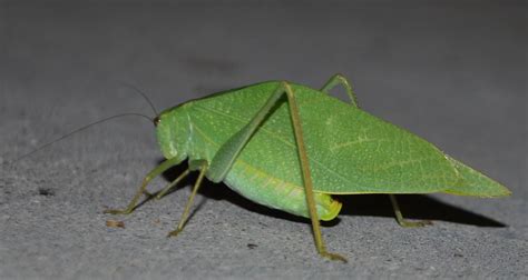 The Scratching Post Green Leaf Shaped Grasshopper