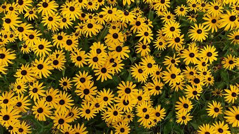 Hd Wallpaper Black Eyed Susan Flowers Summer Yellow Flowering