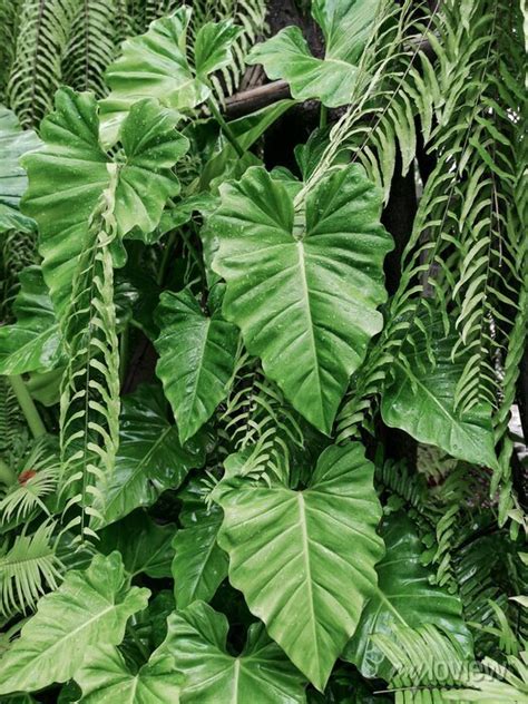 Download Free 100 Philodendron Wallpapers
