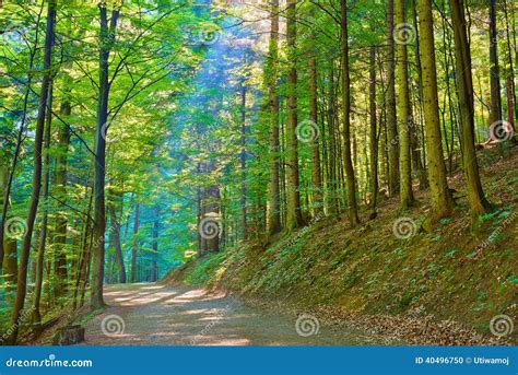 Sun Rays In Green Deciduous Forest Nature Reserve Stock Photo Image