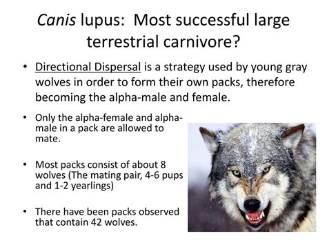 Ppt Evolution And Domestication Of Canis Lupus Via Human Interaction