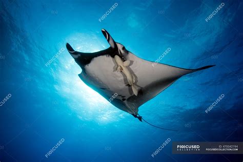 Giant Oceanic Manta Ray Swimming Underwater San Benedicto