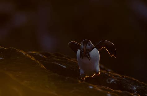 2019 Audubon Photography Awards The Atlantic