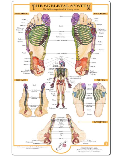 34 Chart For Reflexology For Chart Reflexology Chart And Formation