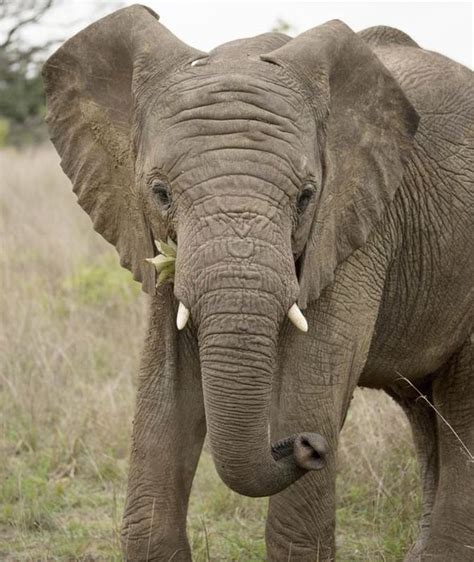 Hilarious Pictures Shows Elephant Photobombing British Tourists