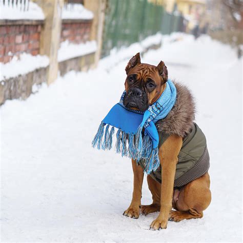 Keeping Your Pets Safe In The Cold Weather