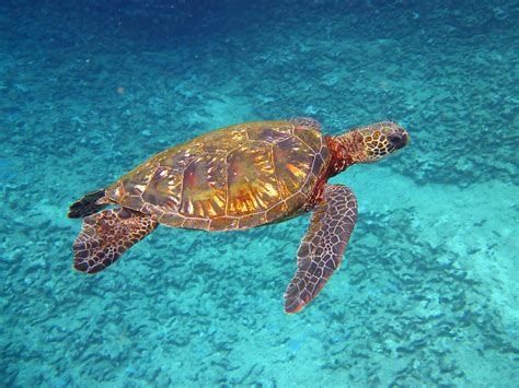 Hawaiian Green Sea Turtle Photograph By Mike Krzywonski