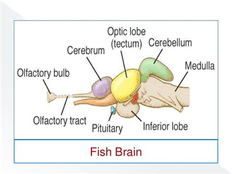 Fish Brain Diagram Wiring Diagram