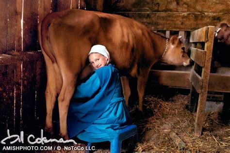 1104 The Milk Maid An Amish Girl Milking A Cow Amish Culture Amish