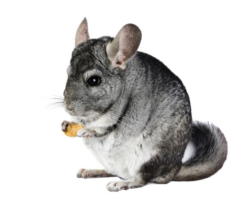 Chinchillas A Rough Guide To Owning Chinchillas St Kitts Vets