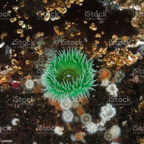 Green Sea Anemone Stock Photo Download Image Now Vancouver Island
