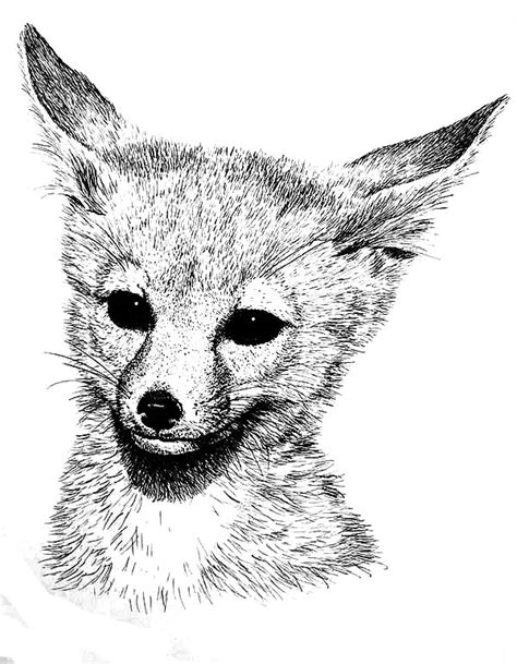 Desert Fox Coloring Pages Netart