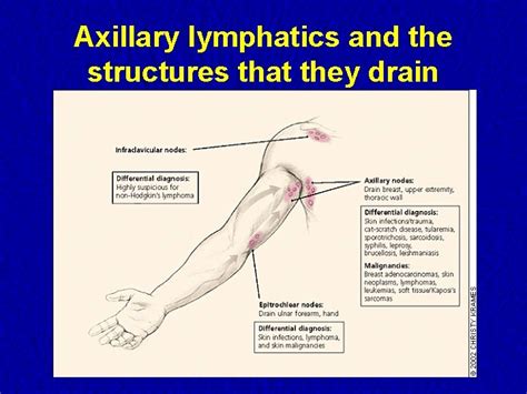 Lymph Nodes Examination Examination Of The Lymphatic System