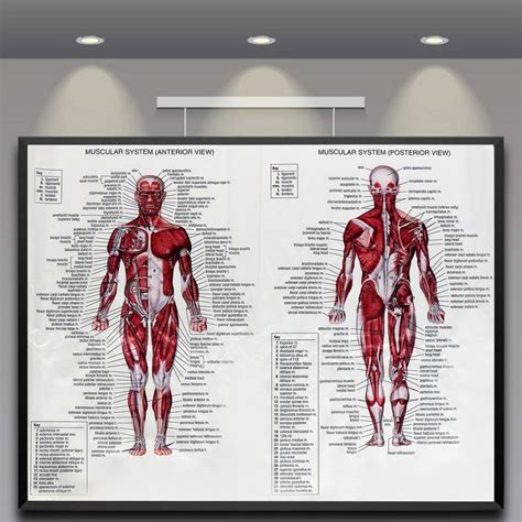60cm80cm Muscle System Posters Silk Cloth Anatomy Chart Human Body