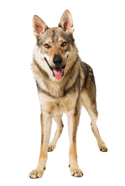 Tschechoslowakischer Wolfhund Steckbrief Charakter Lebenserwartung
