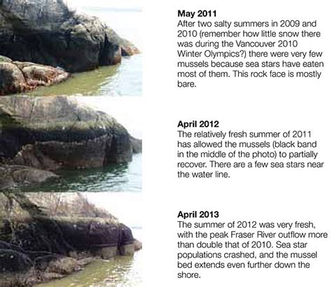 Ocean Acidification Impacts Marine Life On Bc Coastlines Wall Stories