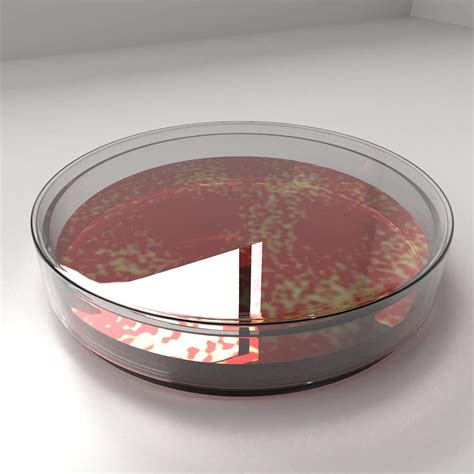 Glass Petri Dish With Agar And Bacteria 3d Model By Unos