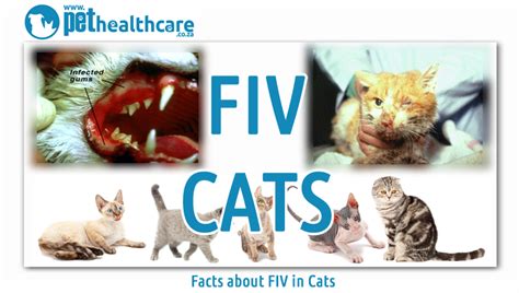 Whats Fiv In Cats
