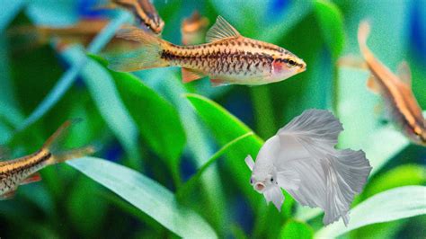 Are Cherry Barbs And Betta Fish Can Be A Good Tankmates