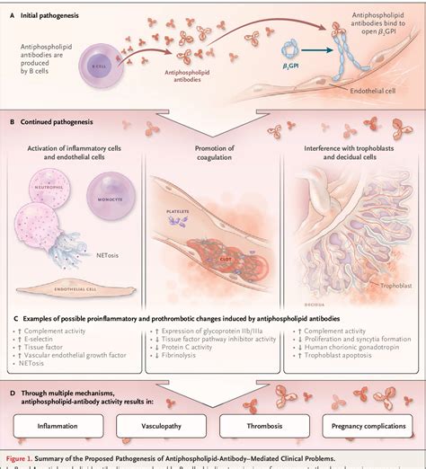 Figure 1 From Diagnosis And Management Of The Antiphospholipid Syndrome