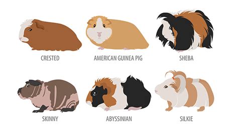 The Ultimate Guide To Guinea Pig Breeds Markings And Colors Kavee