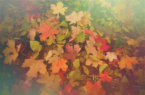 Maple Leaves Photograph By Saija Lehtonen Pixels