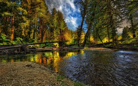 1600x900 Resolution Spring River Between Green Pine Trees Hd