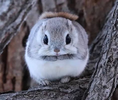 Your picture is actually of the second one. Japanese Dwarf Flying squirrels are the cutest things I ...