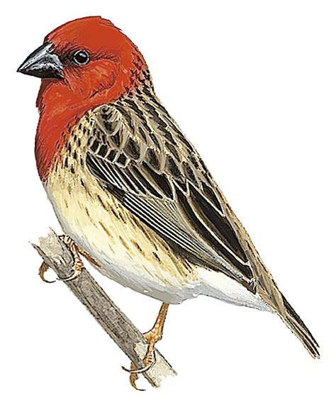 Cardinal Quelea Quelea Cardinalis World Bird Names