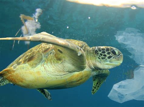 2015 Video Of Sea Turtle With Straw Stuck Up Its Nose Causes Some To