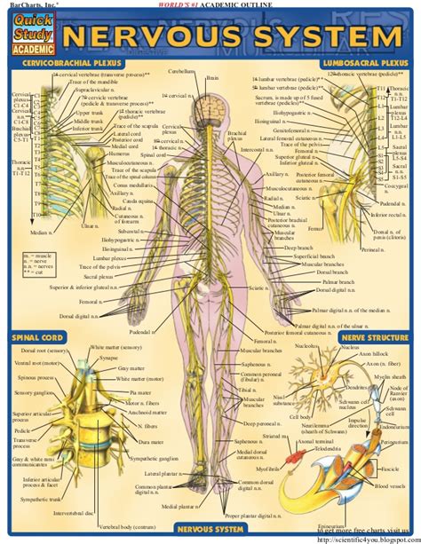 Chart autonomic nervous system heal something good. Bar charts quickstudy nervous system