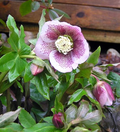 Melanies Perennials Hellebores The Lenten Rose