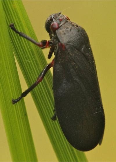 Black Flying Bug Prosapia Ignipecta Bugguidenet
