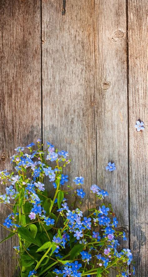 Flower background yellow yellow flowers and sun summer flowers garden happy yellow and blue floral spring flowers from above blue leaves and yellow yellow flower landscape blue. Best 25+ Best flower wallpaper ideas on Pinterest | Flower ...