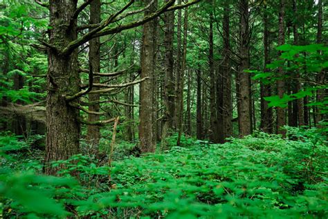 Marcel Huijser Photography Pacific Northwest Coastal Forest