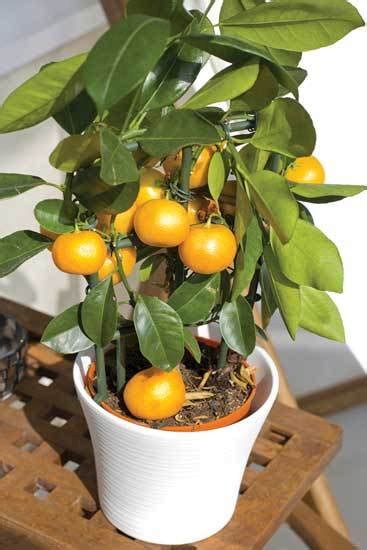 How To Grow Citrus In Pots Indoors Organic Gardening