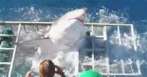 video diver relives the terrifying moment a massive great white got in his cage